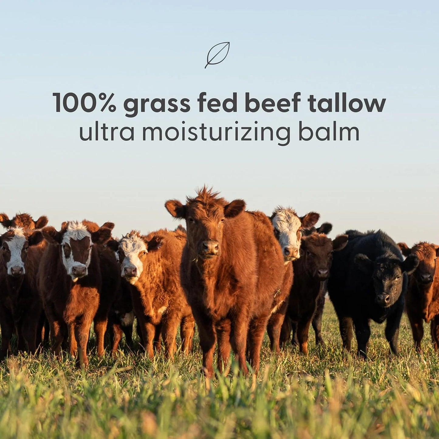 Grass Fed Beef Tallow Honey Balm with Essential Oils for Face and Body, Scented, 2 Oz